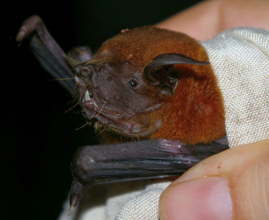 Lesser bulldog bat (Noctilio albiventris)