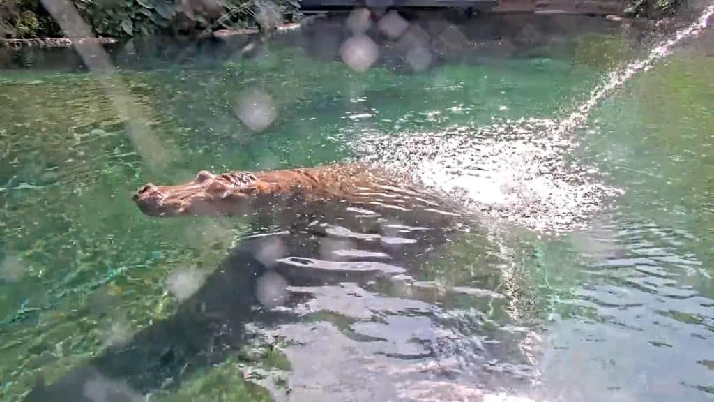 A still of a hippo at the Safari exhibit in the San Diego Zoo