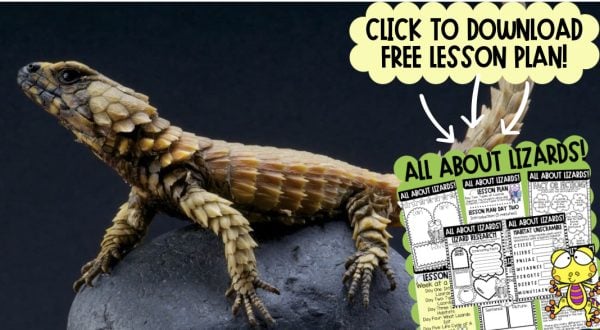 Free Lizard Teaching Resources: A Unit Study for Kids - A-Z Animals
