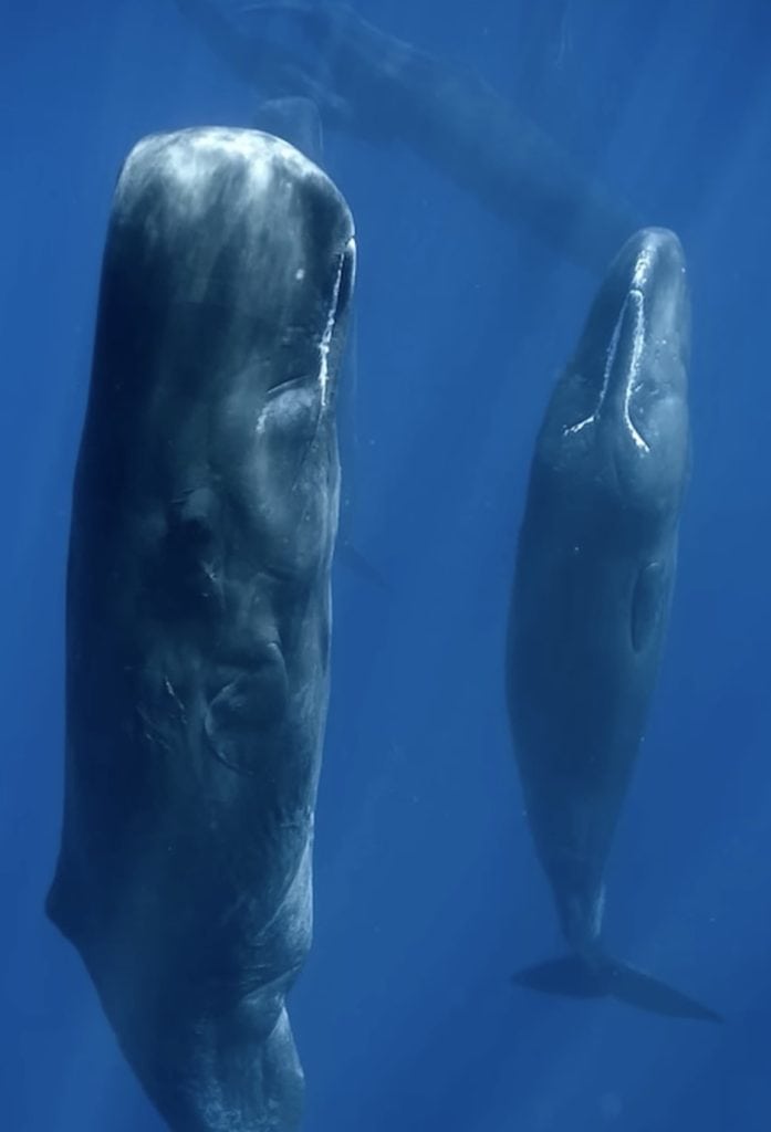 Sperm whales sleeping
