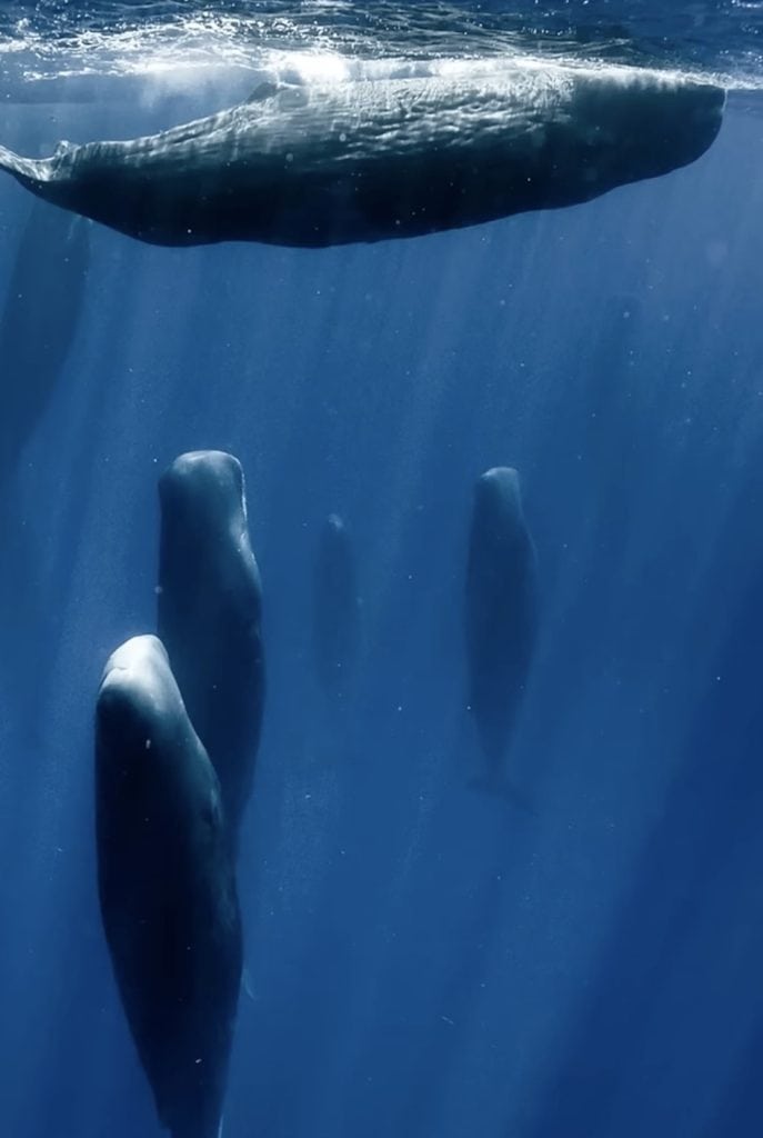 Family of sperm whales sleeping