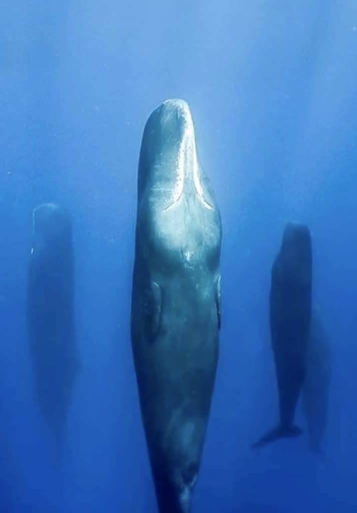 Sleeping sperm whales