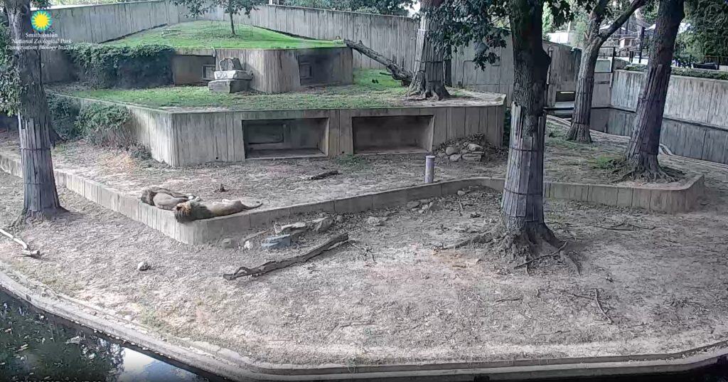 Livestream shot from the Lion Cam at Smithsonian's National Zoo