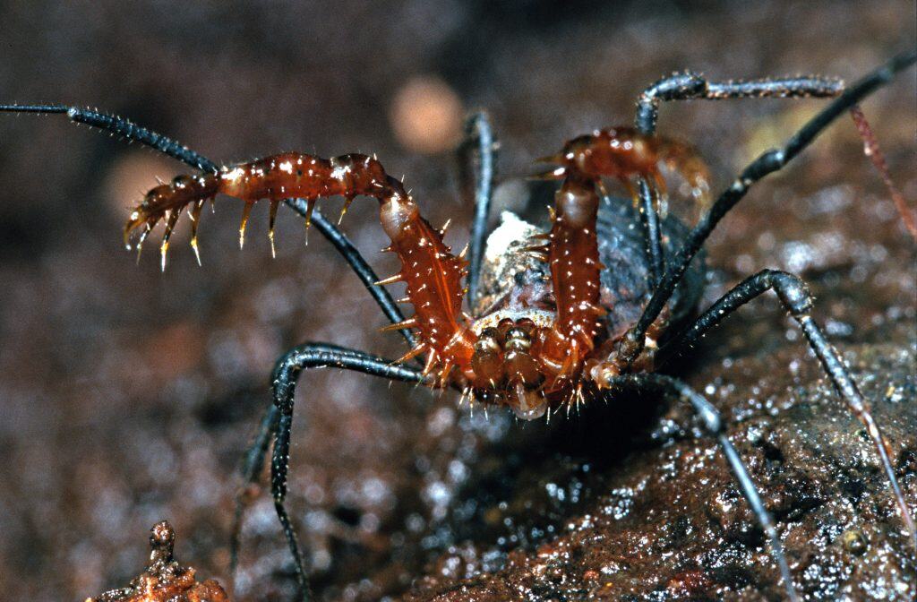 Soerensenella prehensor-Harvestman Spider (NZAC06001658)