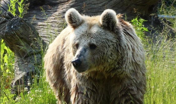 Sonya, a Syrian brown bear rescued by Orphaned Wildlife