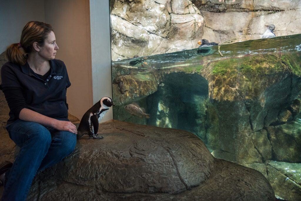 Aimee Greenebaum, curator of aviculture at the Monterey Bay Aquarium