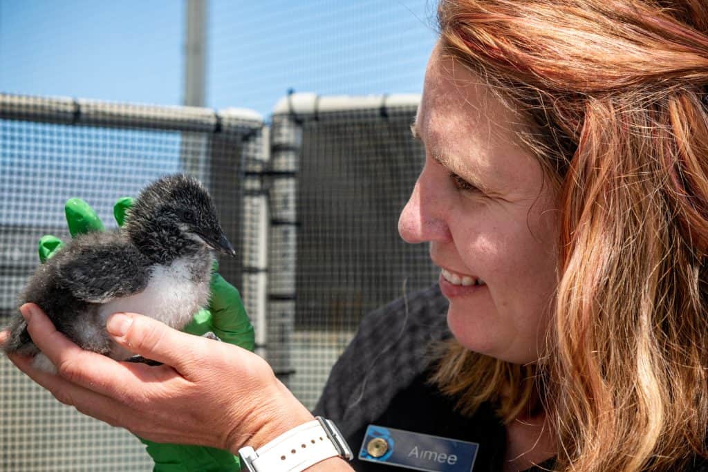 Aimee Greenebaum, the curator of aviculture at the Monterey Bay Aquarium