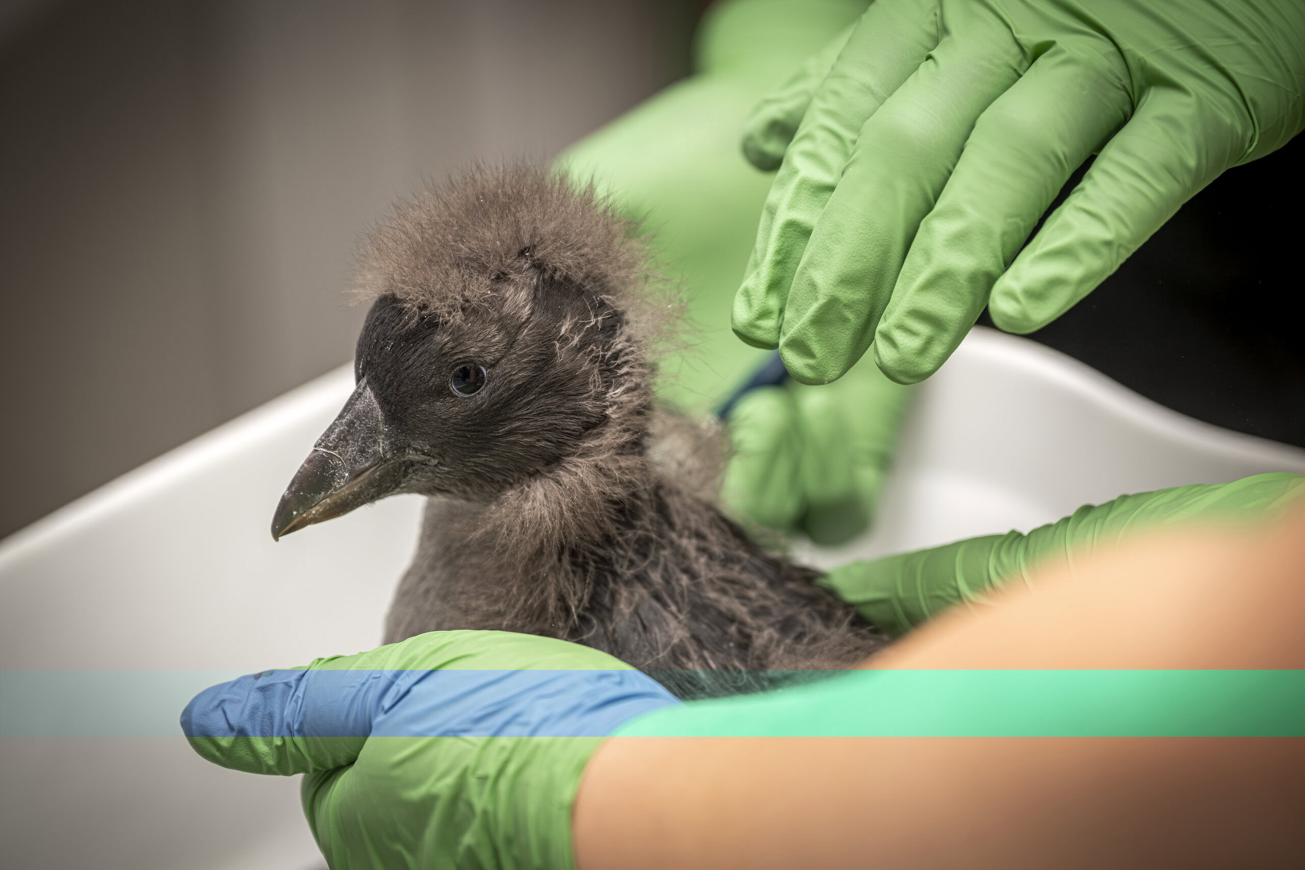 Tufted puffin chick (Fratercula cirrhata), Sprout (B250002) receives a check-up while still displaying its juvenile plumage.
