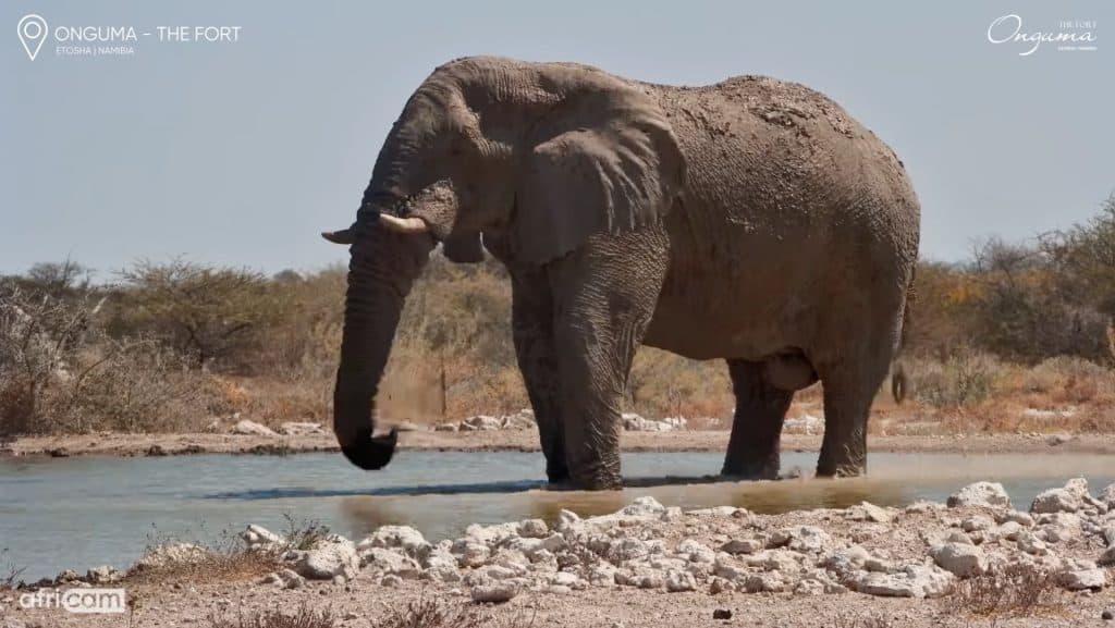 A still of a boar elephant near the watering hole at Onguma The Fort