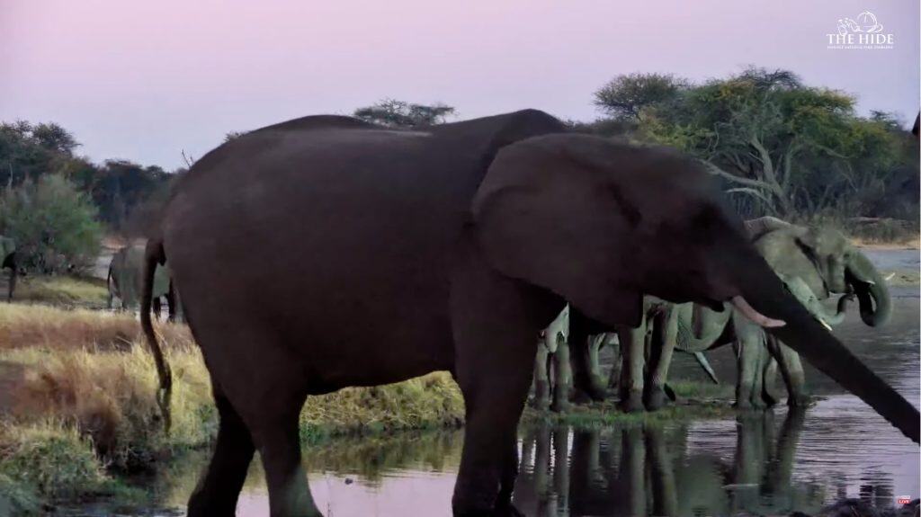 A still from The Hide Safari live cam of elephants at the watering hole