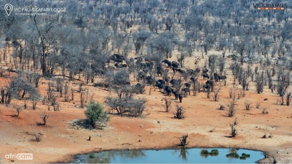 A still of several animal herds near the Victoria Falls Safari Lodge
