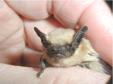 Western Pipistrelle (Pipistrellus hesperus)