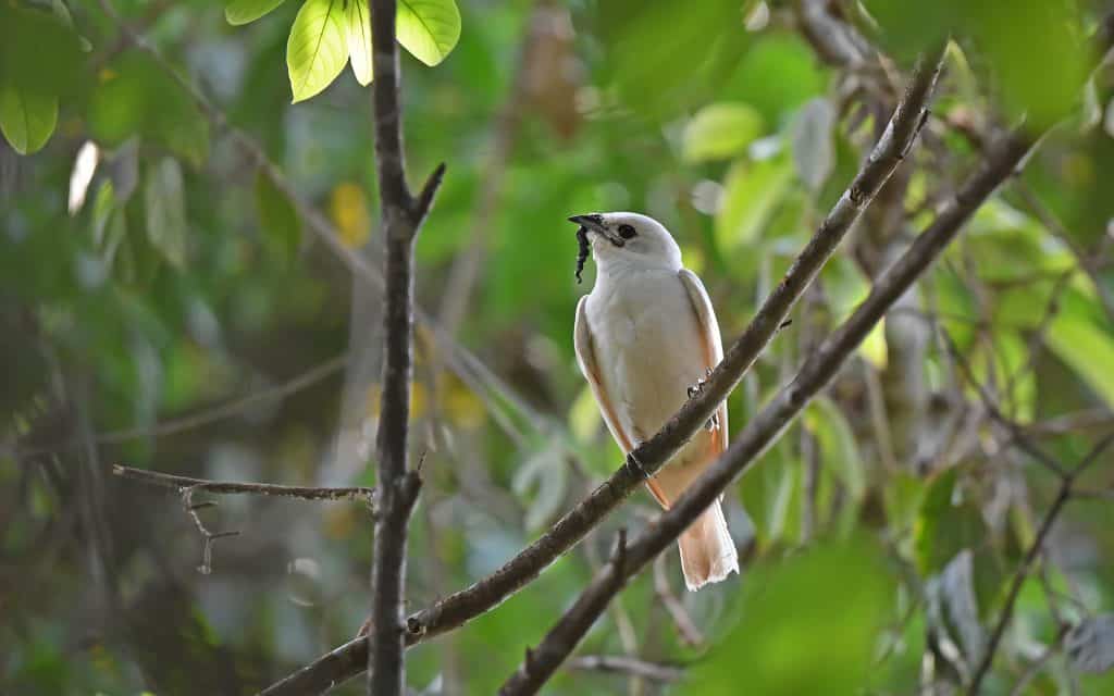 White Bellbird (Procnias albus)