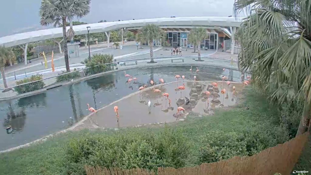 Livestream of the flamingo exhibit at Zoo Miami