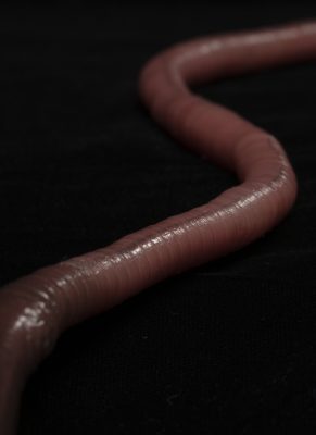 Worm Size The Largest Earthworm in the World Is Longer Than Most Humans! - A-Z ...