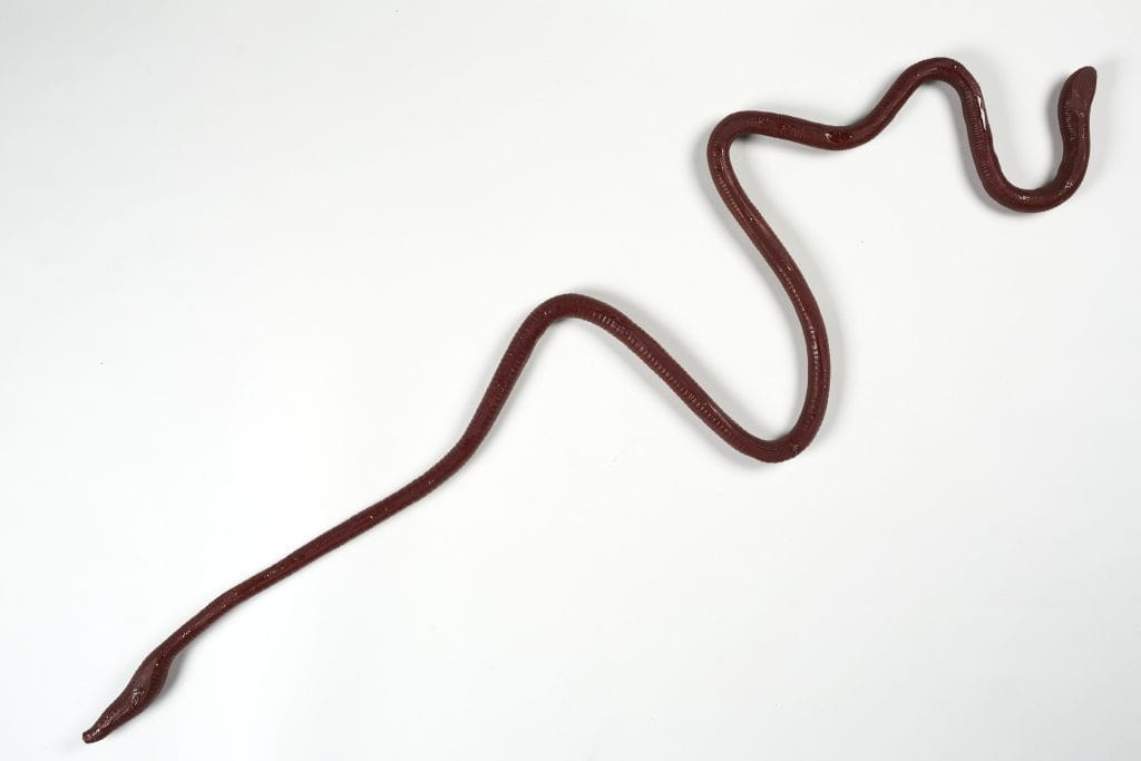 Megascolides australis, Giant Gippsland Earthworm models.