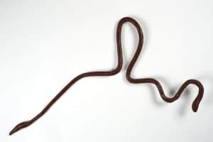 Worm Size The Largest Earthworm in the World Is Longer Than Most Humans! - A-Z ...