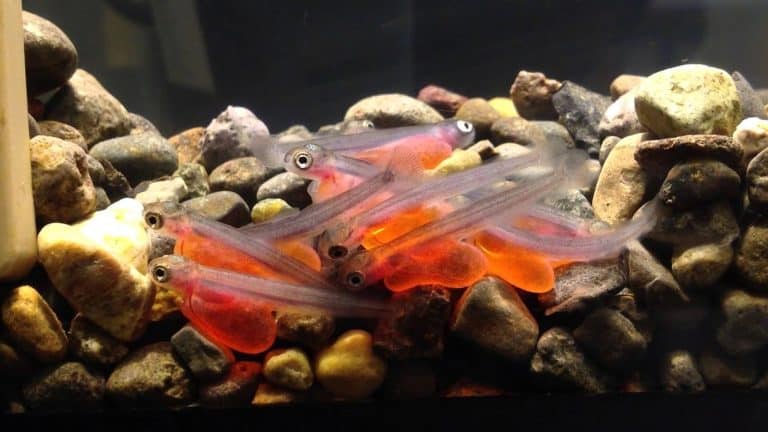 Alevin salmon are more active at night due to there being fewer predators