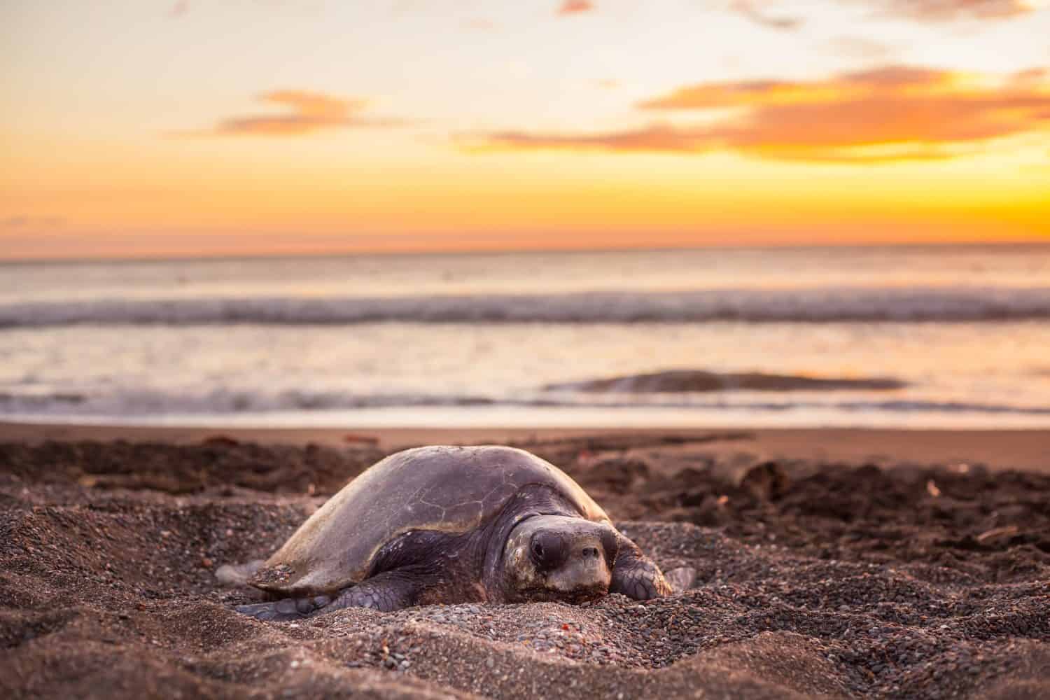 Olive turtle (Pacific coast of Guanacaste) on the Ostional beach during the ocean sunset,