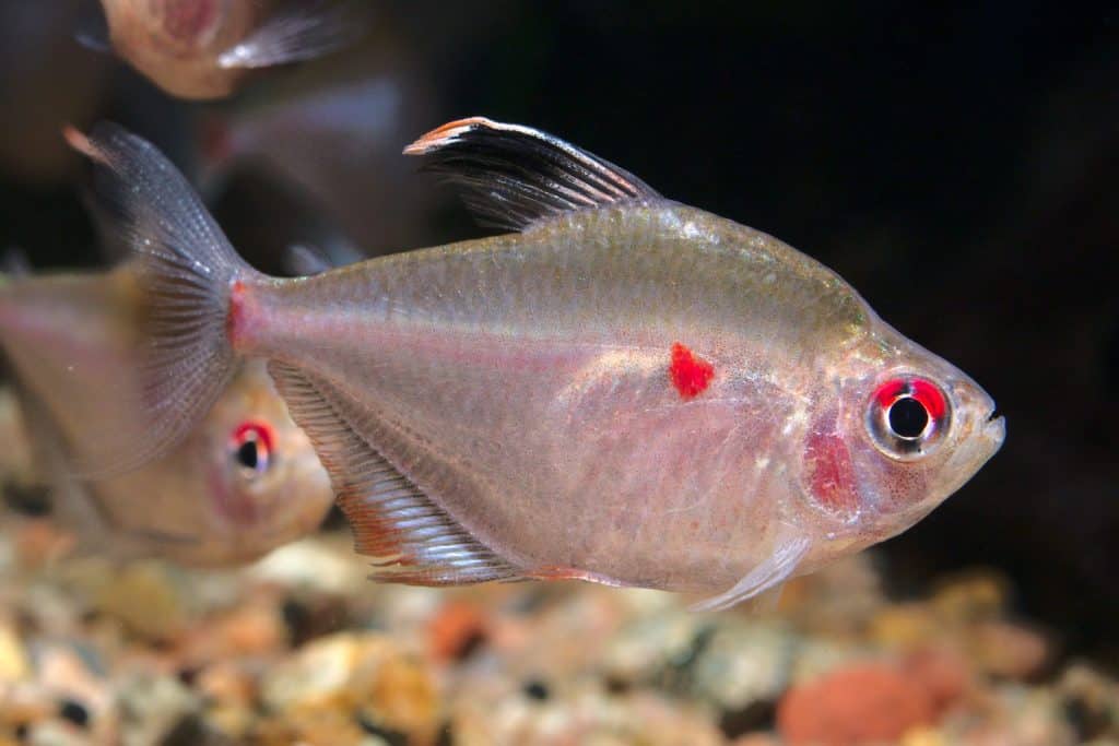 Bleeding Heart Tetra (Hyphessobrycon erythrostigma) very popular aquarium fish