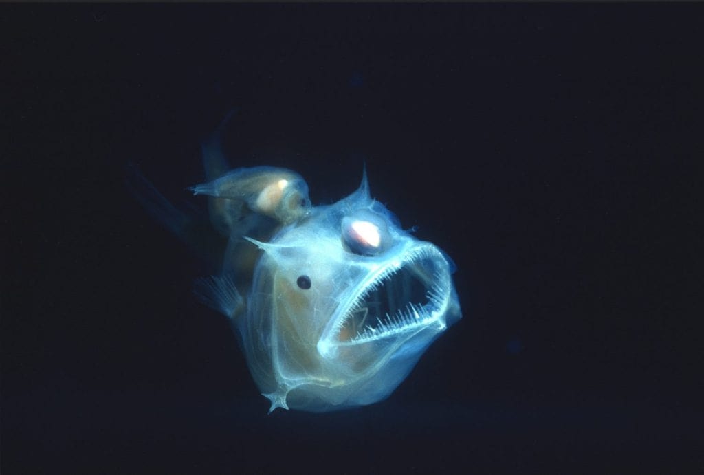 Angler fish, Edridolychnus schmidti. The larger female has two smaller parasitic males attached to her body which fertilise her eggs.