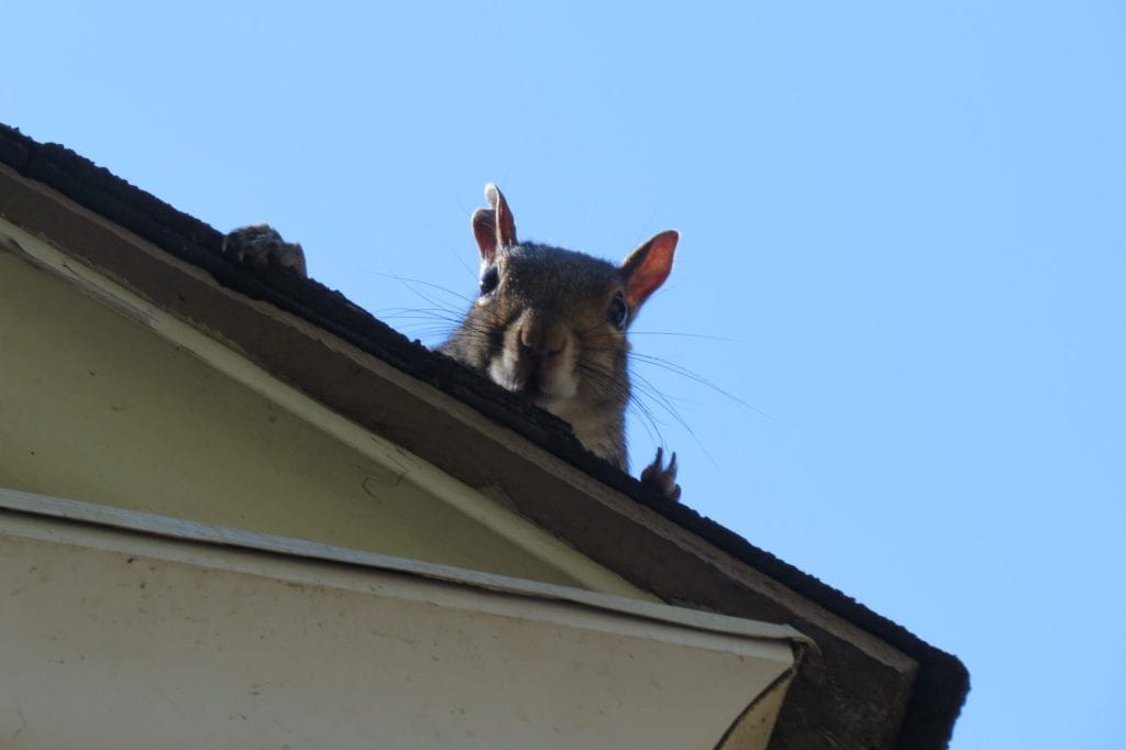 Sneaky Squirrel Peaking over Edge of Roof.