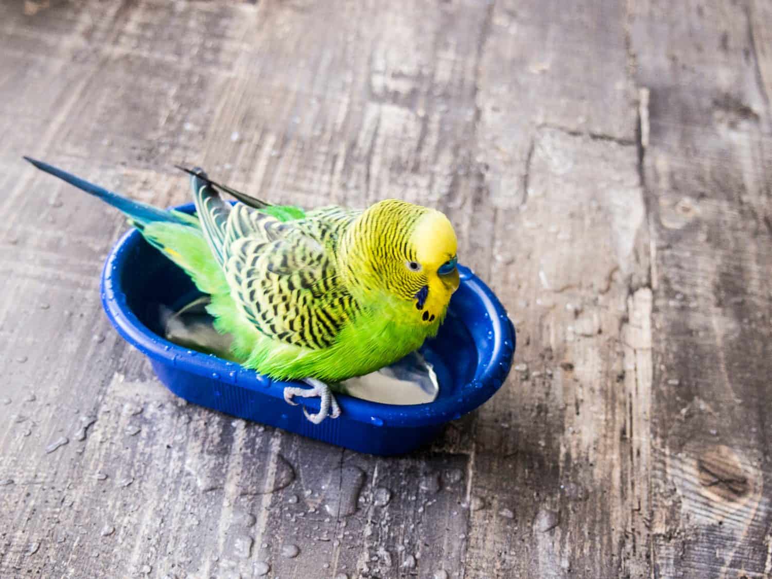 budgie bathes in the bathroom