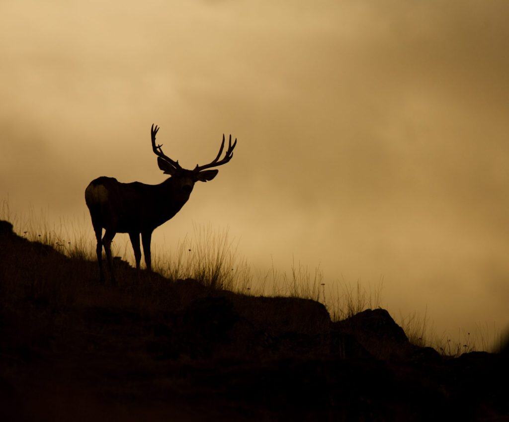 Wide-racked Mule Deer Buck Silhouetted against evening sky