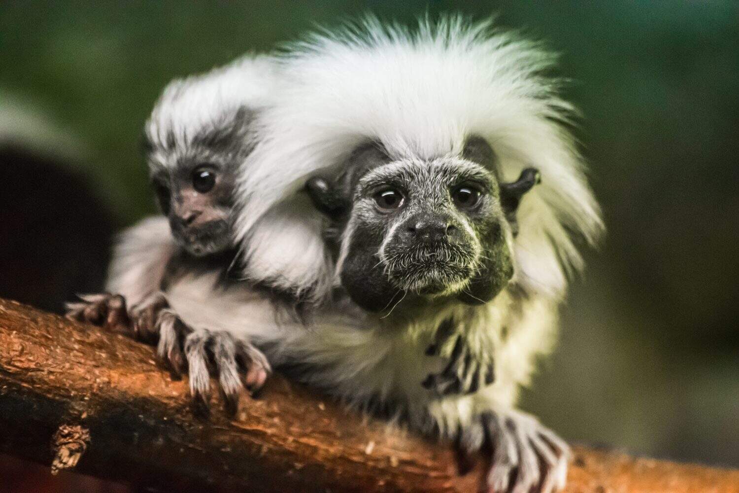 Cotton-top tamarin (Saguinus oedipus) with baby 