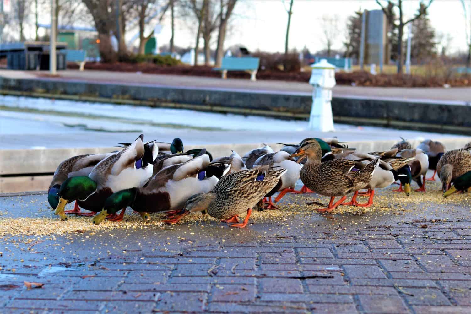 Duck Feeding time in Peterborough Ontario at Little Lake