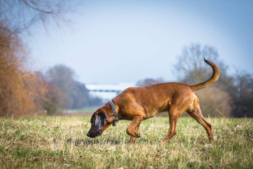 bloodhound getting a scent on a trail