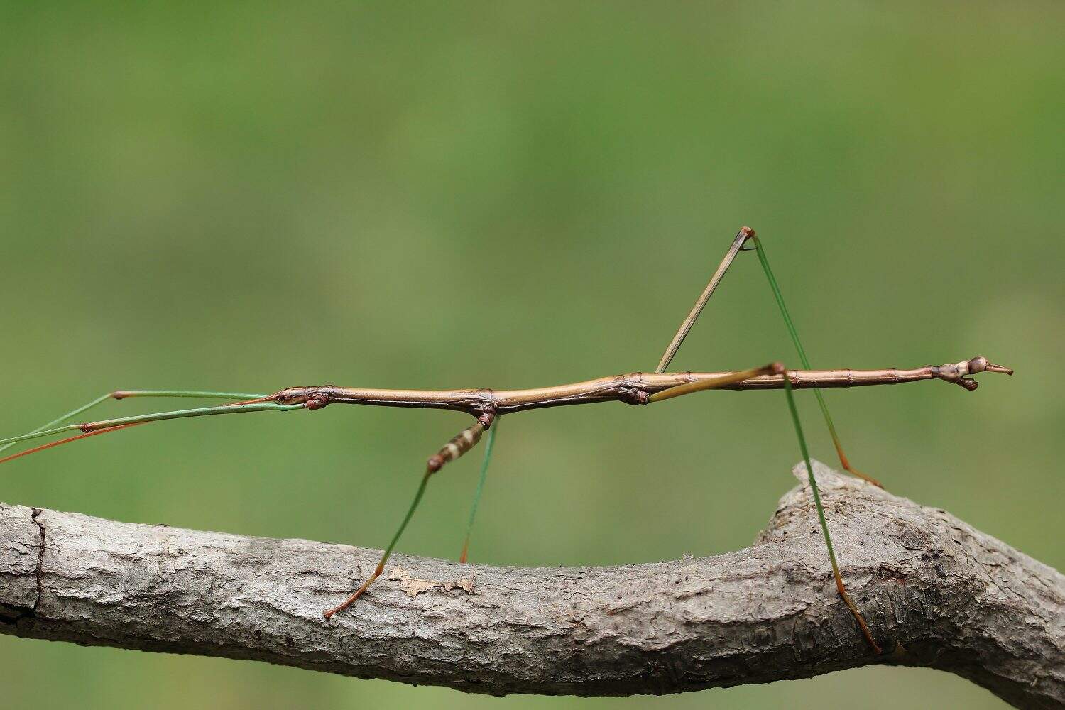 Northern Walking Stick (Diapheromera femorata) Perched on a Tree Branch - Ontario, Canada