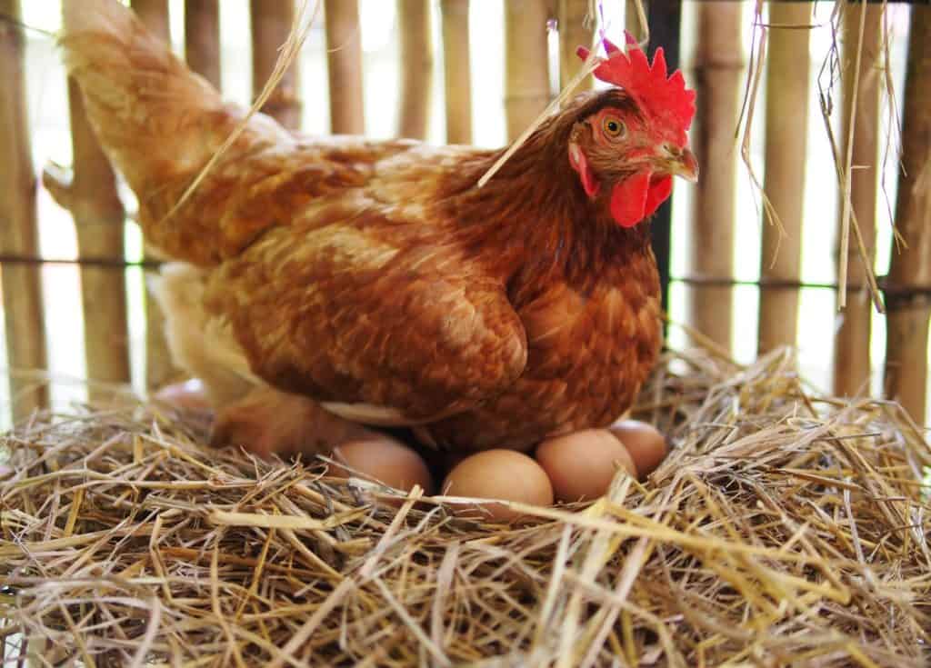 The hen is hatching the egg in the coop/hatching the egg