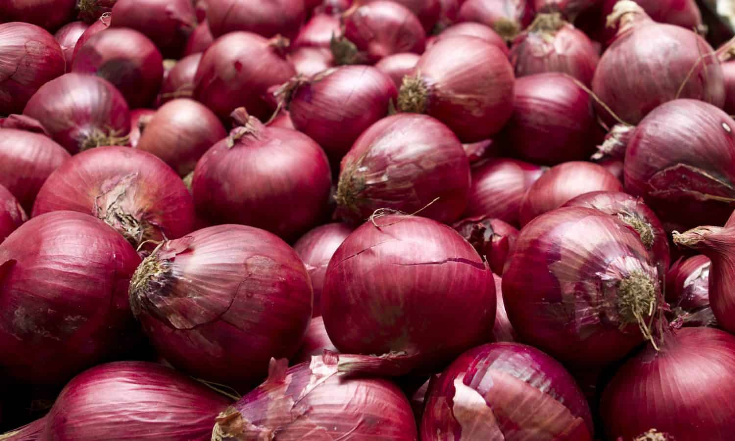 Red onions in plenty