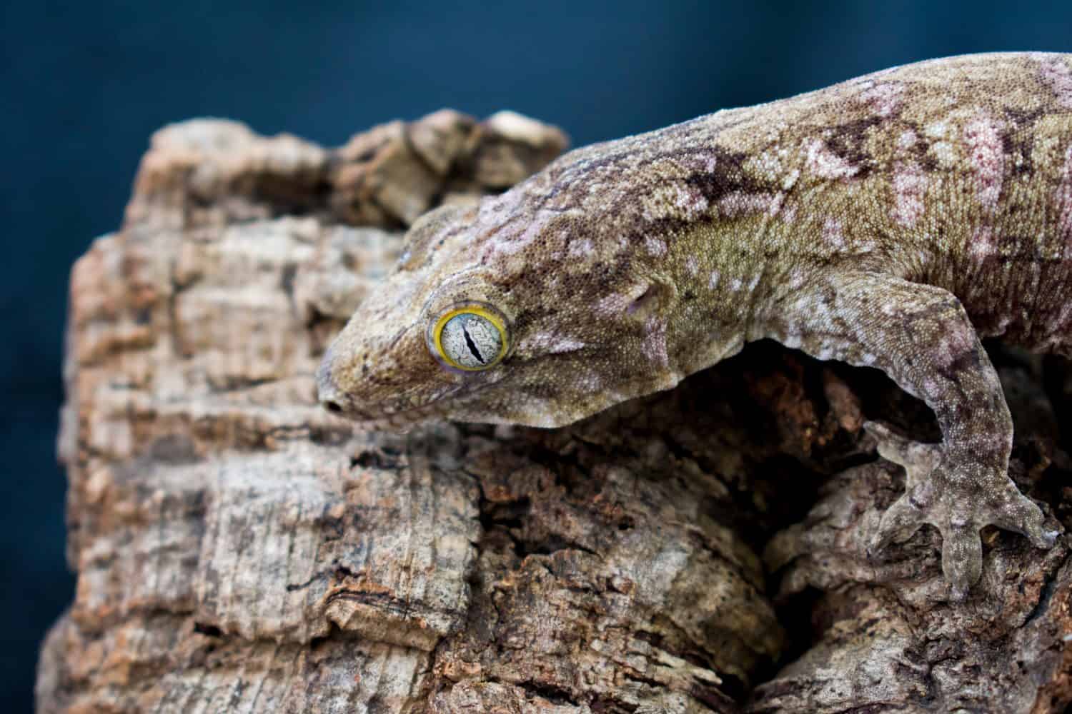 My Leachianus Gecko, or New Caledonian Giant Gecko, on cork bark. 
