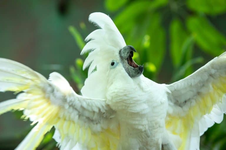 Exited white cockatoo excitedly flapping his wings and swinging his head as if putting on an opera singing performance in the greenery of a tropical forest. Dubai, UAE.