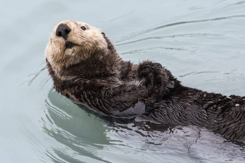 A wild sea otter in the waters of Seward, Alaska near Kenai Fjords National Park in the Kenai Peninsula.