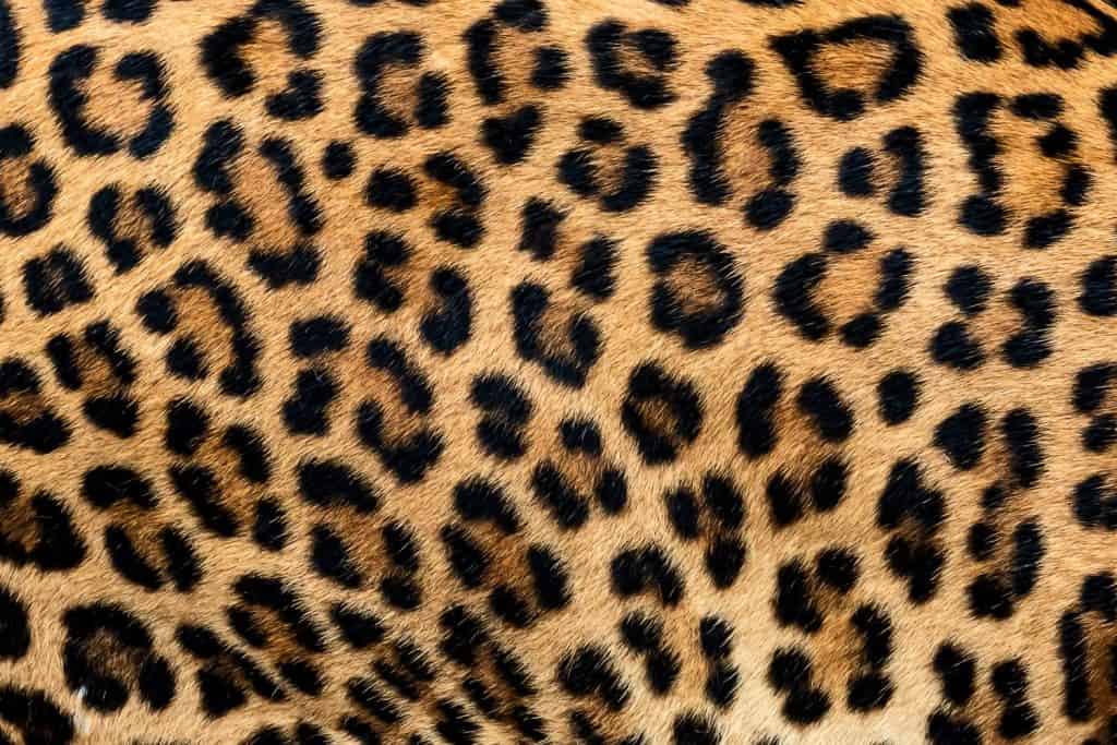 Close-up of leopard fur: Leopard fur almost always lacks smaller black spots within rosettes.