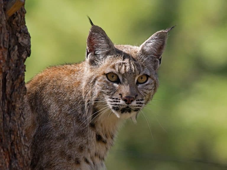 A Bobcat looking around from behind a tree. Photo taken near Williams, Arizona.