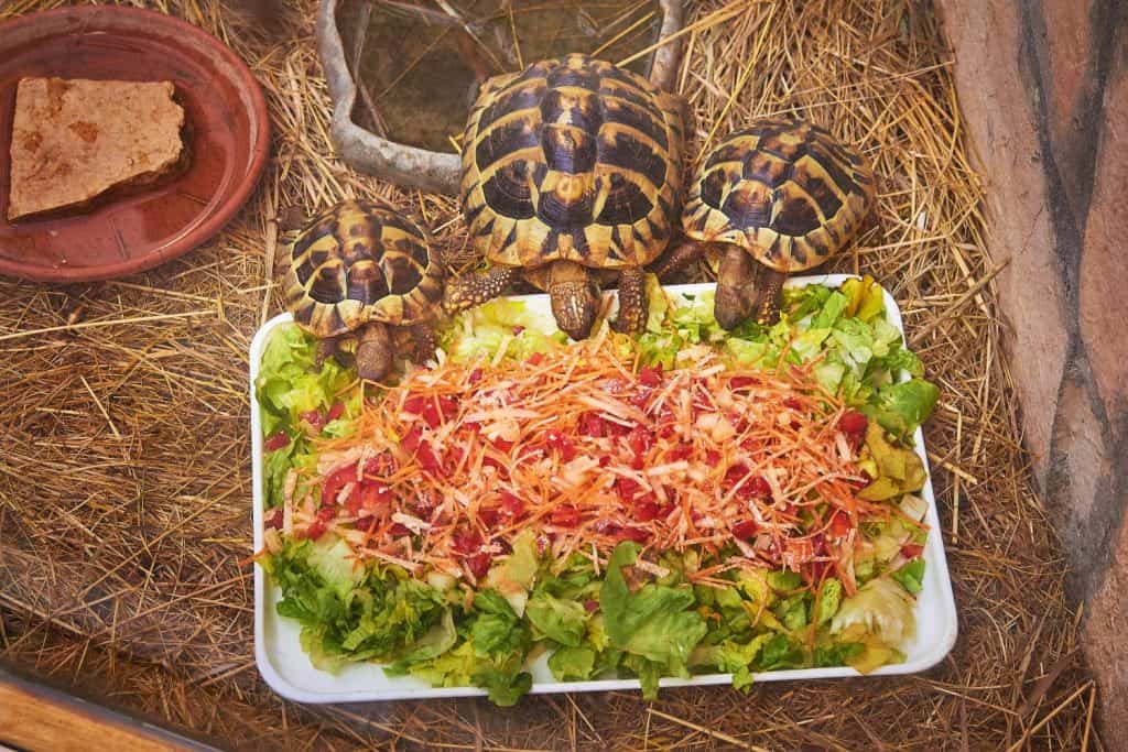 Three turtles at the zoo eat lush greens and carrots