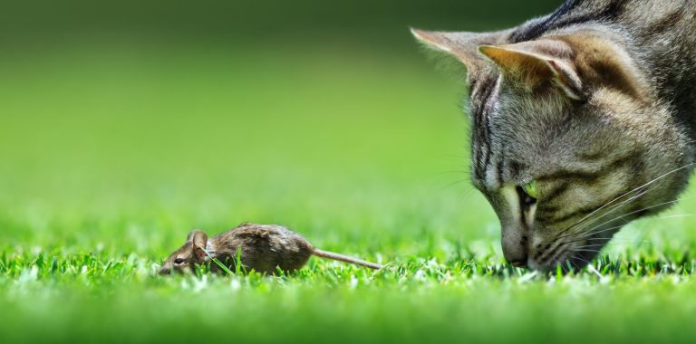 Cat hunt mouse encounter closeup at a low level view