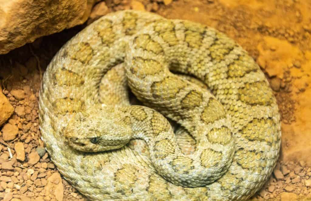 Midget Faded Rattlesnake (Crotalus oreganus concolor)