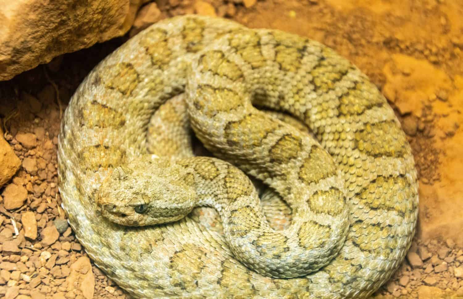 Midget Faded Rattlesnake (Crotalus oreganus concolor)