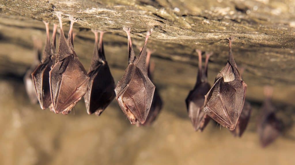 Close up group of small sleeping horseshoe bat covered by wings, hanging upside down on top of cold natural rock cave while hibernating. Wildlife photography. Creatively illuminated blurry background.