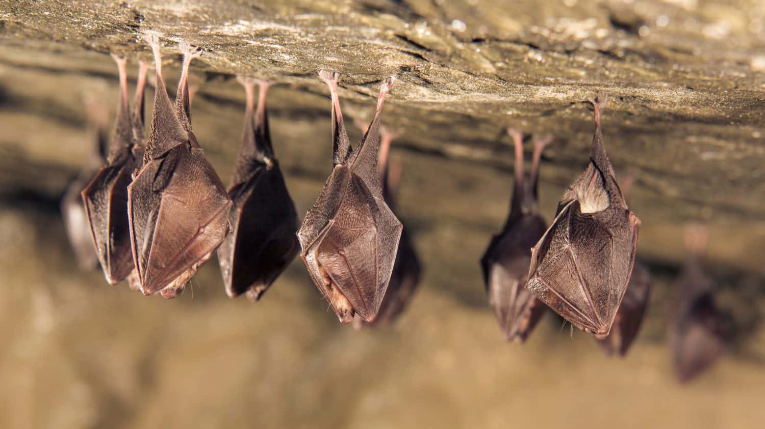 Close up group of small sleeping horseshoe bat covered by wings, hanging upside down on top of cold natural rock cave while hibernating. Wildlife photography. Creatively illuminated blurry background.