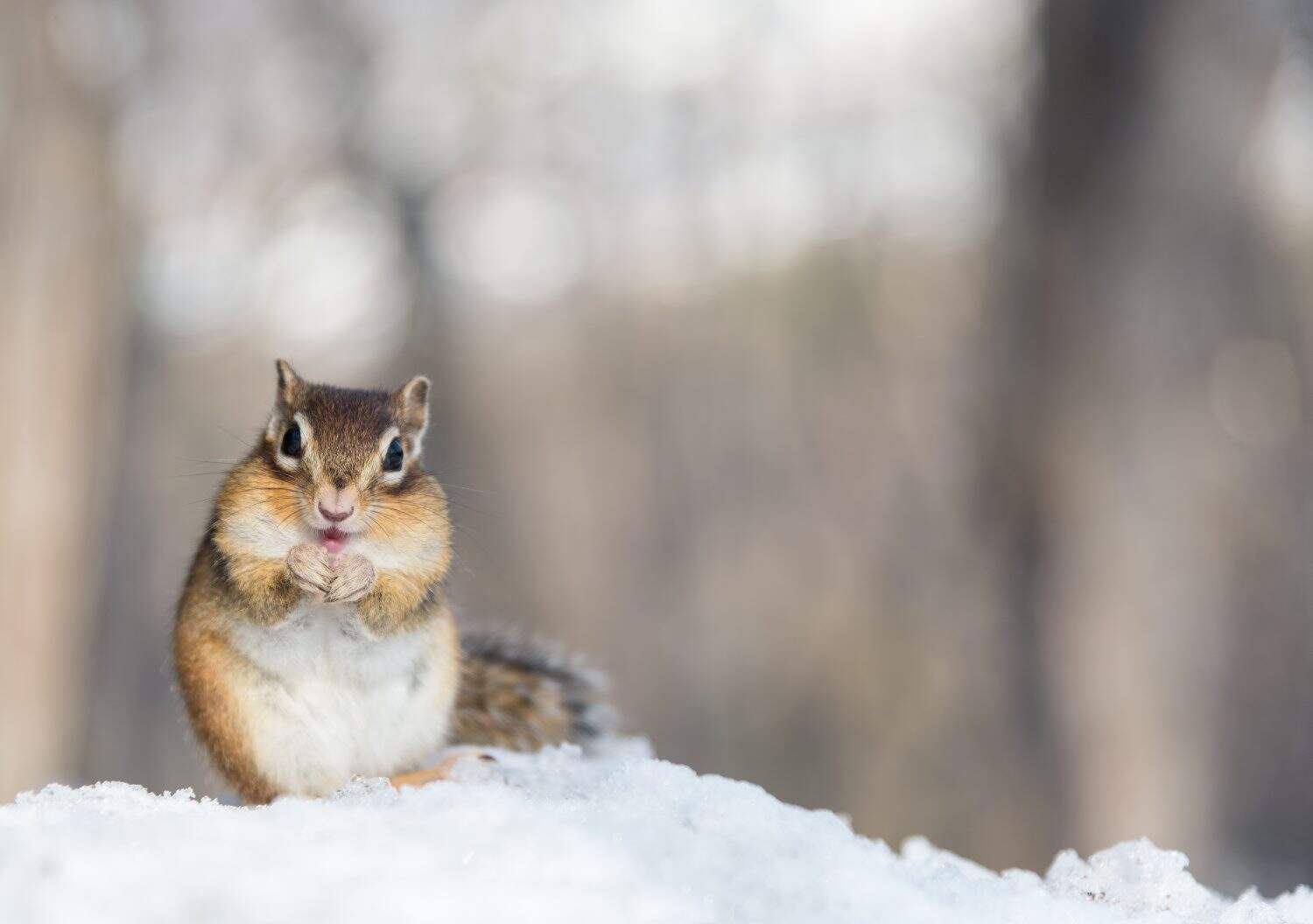 Siberian Chipmunk in Winter