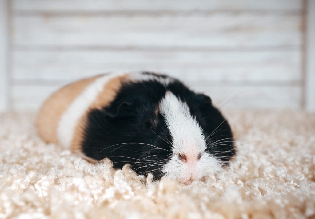 Sleepy guinea pig sleeping in his house. Portrait of a cute pet on a woolen and wooden background. Copy space, poster, advertisement. A fat and hungry pig with a big mustache. Beautiful picture.