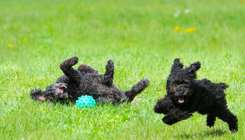 Adorable miniature poodle, and cute toy poodle puppy having a great time in the yard in the Spring after a very long winter.