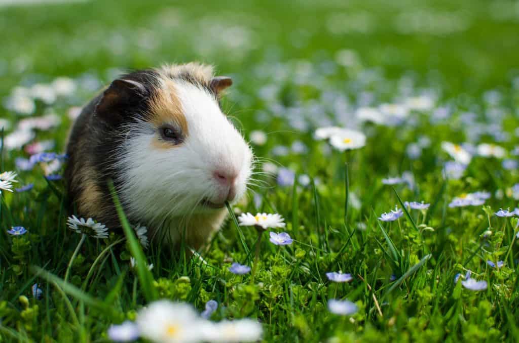 guinea pig walks in the fresh air and eating green grass