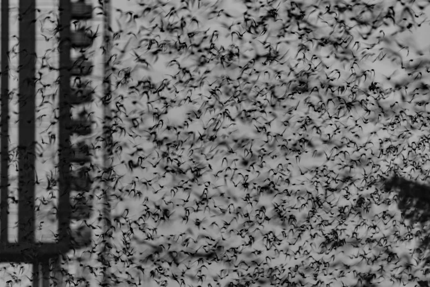 Millions of bats emerging from the crevices under a bridge for their evening feed.